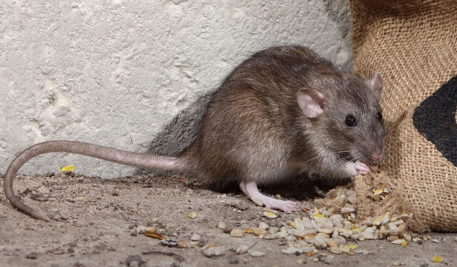 фото: Профессиональная дератизация в селе Московской области Тарасовка: <br/>+7-909-173-42-96