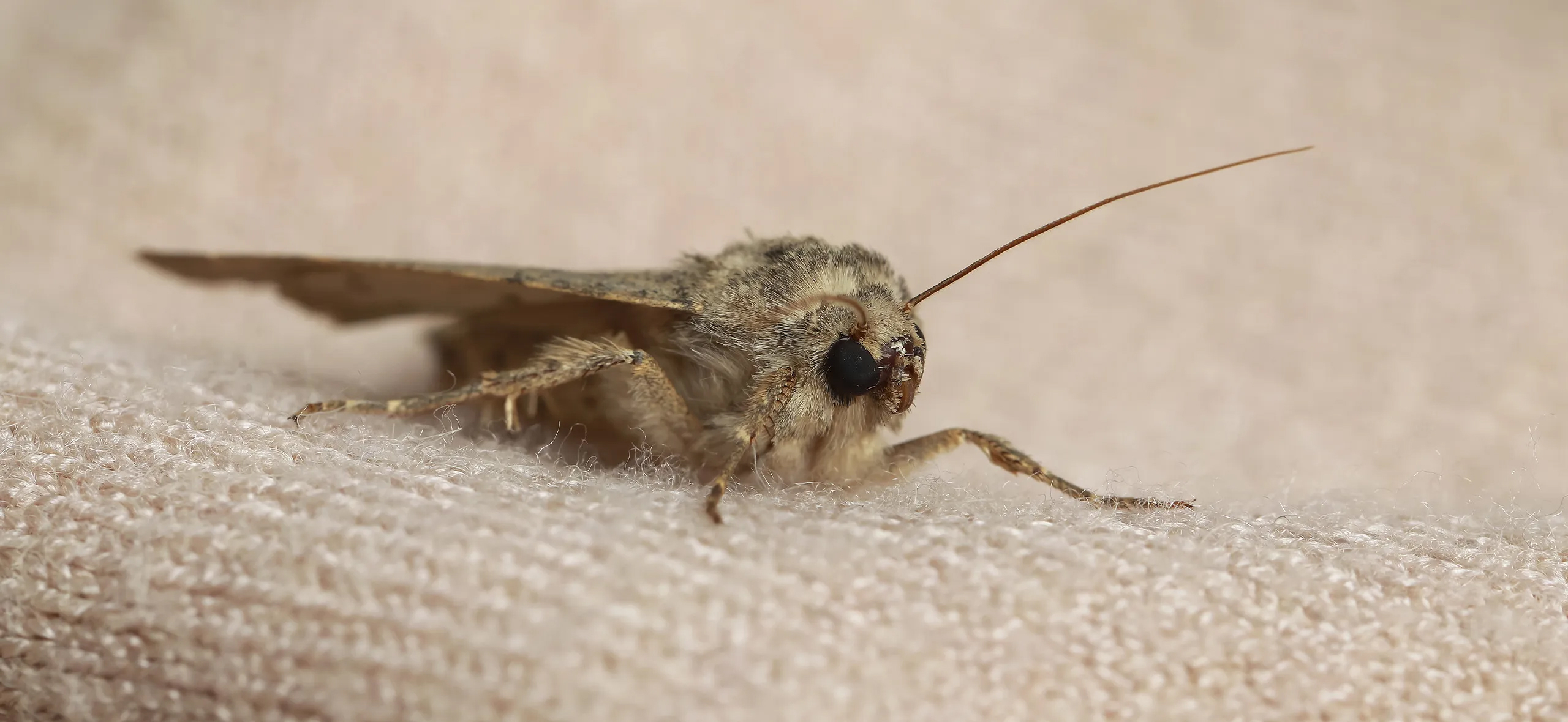 фото: Профессиональная обработка от моли в селе Московской области Тарасовка: <br/>+7-909-173-42-96